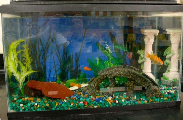 Aqua Phoenix Education Aquarium Tanks:Education Supplies:Biology Classroom